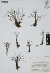 Sisyrinchium tenuifolium image